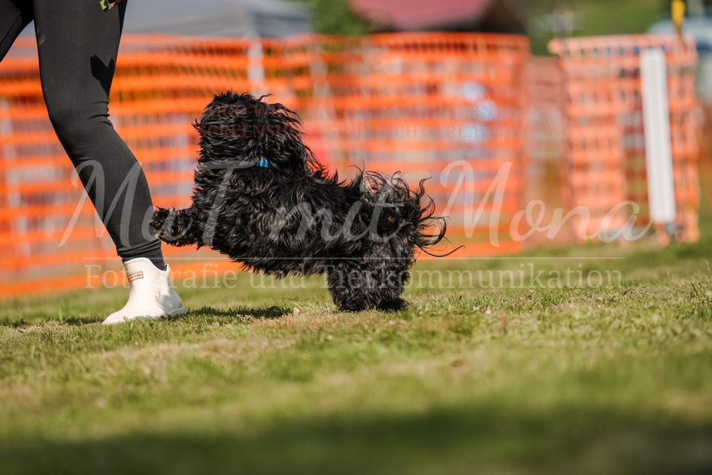 20250928_Hunderennen-585 | MuT (Mensch und Tier) mit Mona - Fotografie und Tierkommunikation - Realisiert mit Pictrs.com