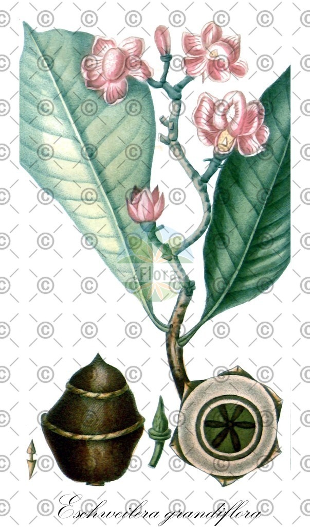 HistAbb_wfo-0000680789_1_ENZY_Simple | Historische Abbildung von Eschweilera grandiflora - Lecythidaceae | Historical Illustration of Eschweilera grandiflora - Lecythidaceae