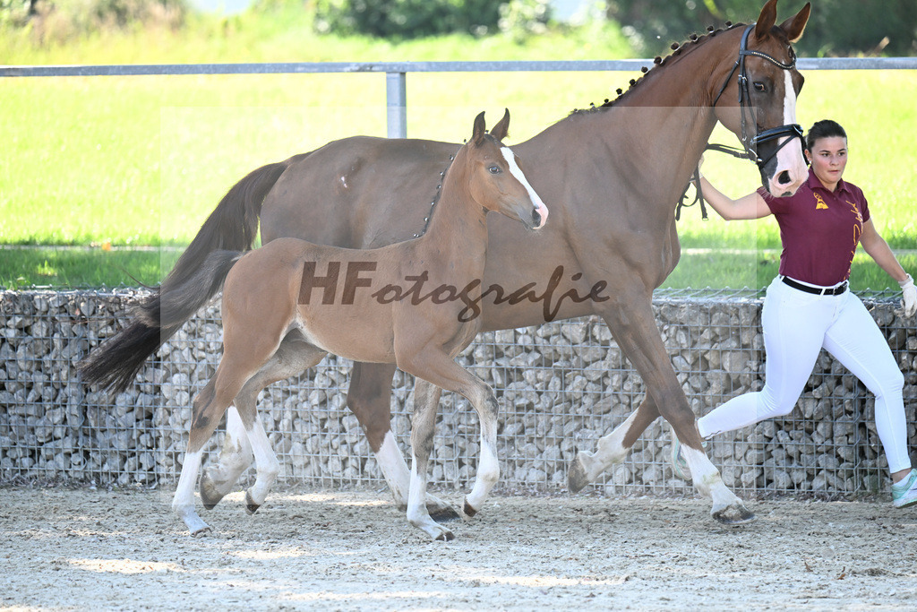 Kat-Nr. 7 Fuerst Grandios x Diamond Hit_HF_Hirschinger_26250100 | hf-fotografie - Realisiert mit Pictrs.com