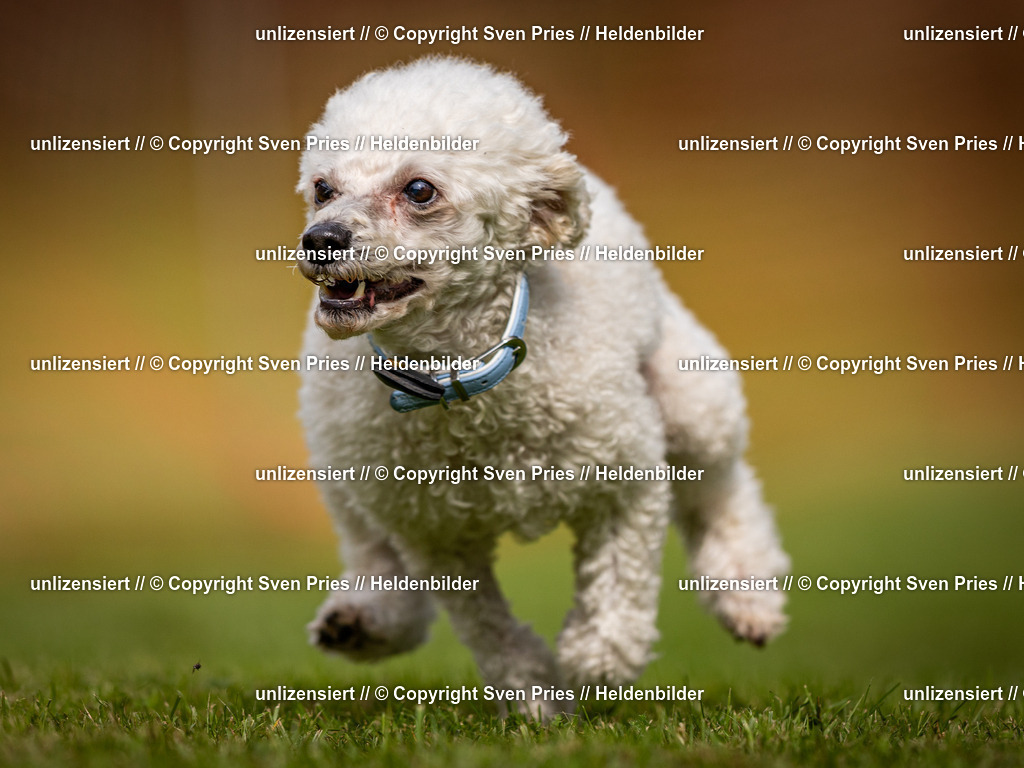 Sven Pries | 2024-09-22 - Hunderennen Baden-BadenPudelverein - Realisiert mit Pictrs.com