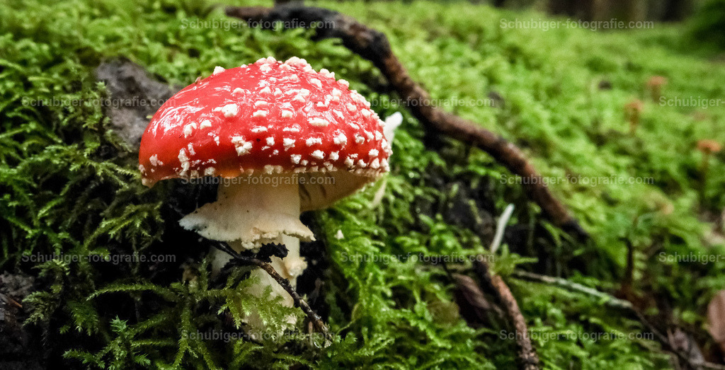 Fliegenpilz | Der Fliegenpilz, auch Roter Fliegenpilz genannt, ist eine giftige Pilzart aus der Familie der Wulstlingsverwandten. Die Fruchtkörper erscheinen in Mitteleuropa von Juni bis zum Beginn des Winters, hauptsächlich von Juli bis Oktober. Wikipedia - Realisiert mit Pictrs.com