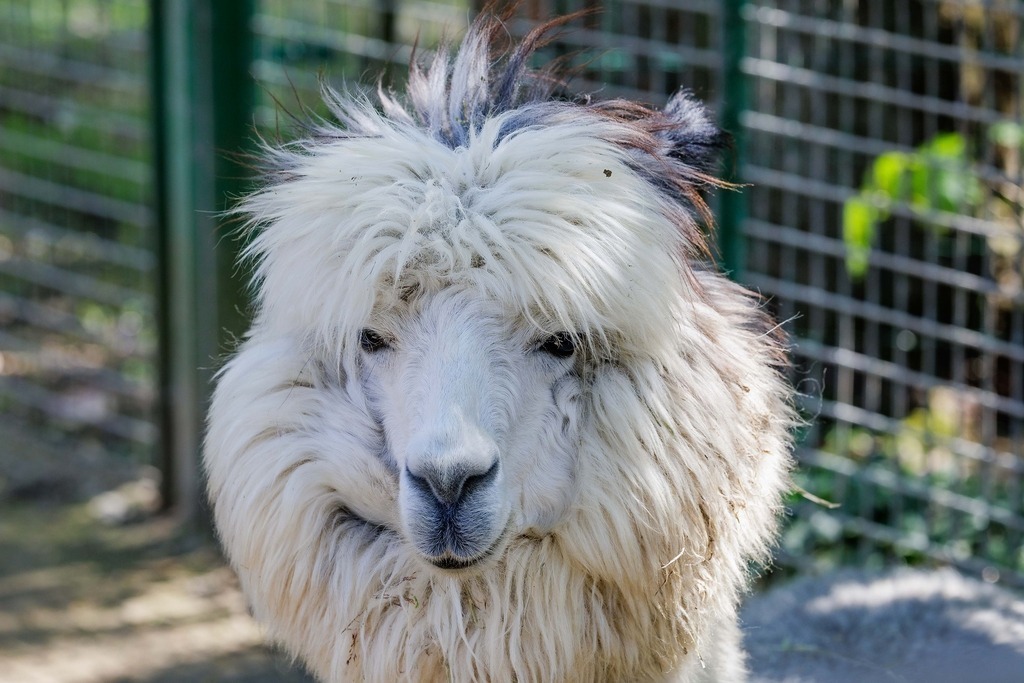 2026414-123346Zoo_Frankfurt100L0761_finish | Fotografie mit Perspektive: Luftfahrt, Menschen & Natur. Hochwertige Fine-Art-Fotografie, visuelles Storytelling und emotionale Bildwelten entdecken & kaufen.Fine Art Fotografie, visuelles Storytelling, Luftfahrtfotografie, emotionale Fotokunst - Realisiert mit Pictrs.com