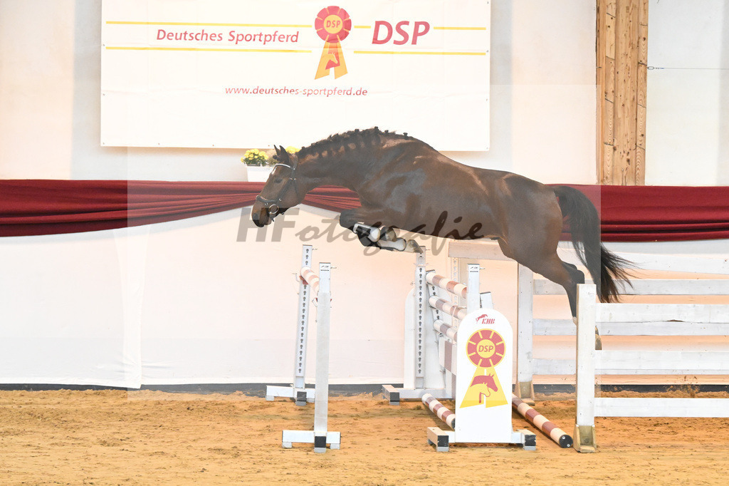 Kat-Nr. 36 v. Ivory vom Schloesslihof_Bauch_66221118 | hf-fotografie - Realizzato con Pictrs.com