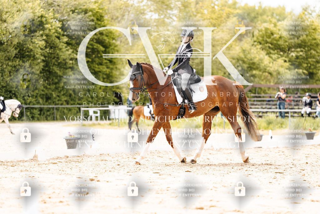 CK902204 | Turnierfotografie Pferdefotografie Trier Rheinland-Pfalz Pferdesport Reitsport Tierfotografie Sportfotografie Pferdevideo Pferdevideografie Equestrianvideography equestrianphotography  - Realisiert mit Pictrs.com