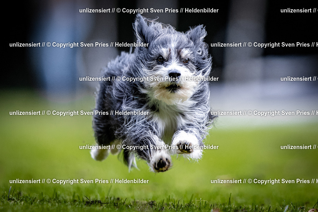 Sven Pries | 2025-10-03 - Hunderennen Obergrombach - Realisiert mit Pictrs.com