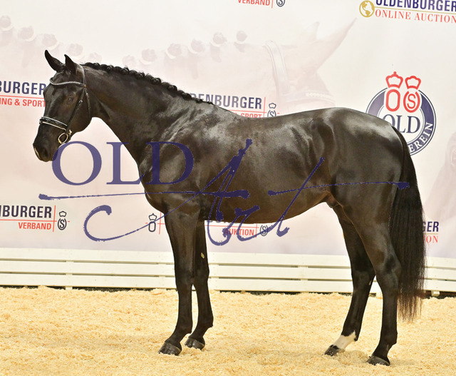 30 DE418181089120 HM Stakkato - Kannan - Prinz Oldenburg_b | <meta name="description" content="★Offizieller Merchandise und Foto-/Videostore des Oldenburger Verbandes.★ ✅Jetzt auch digital Ausdrucke erhältlich." />
<meta name="keywords" content="Merchandise Foto-/Videostore Oldenburger Verband Photographie 