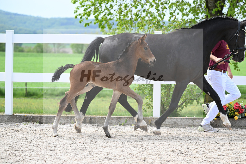 Kat-Nr. 18 HF La Paix x Escamillo_Kusterer_23260469 | hf-fotografie - Realisiert mit Pictrs.com
