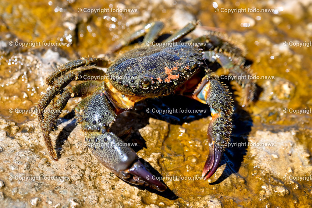 Kroatien_ Brac_ Insel in Dalmatien_ Milna_ 18.07.2025-47 | 18.07.2025, Kroatien, HRV, Brac, Insel in Dalmatien, Milna im Bild Themenbild, Italienischer Taschenkrebs, Warzenkrabbe, Krebs, Krabbe, Meer, Adria, Meeresbewohner, Schalentier, Symbolbild, Feature