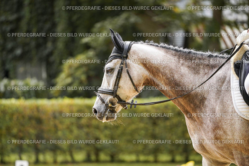 DSC01529 | Pferdegrafie