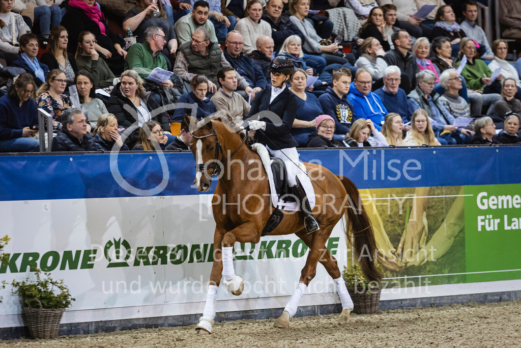 250108_Muenster_Hengstpräsentation-155 | Deine schönsten Turniermomente als professionelle Fotos! Entdecke hochwertige Pferdesport-Fotografie im Online-Shop. Jetzt Fotos finden & bestellen!