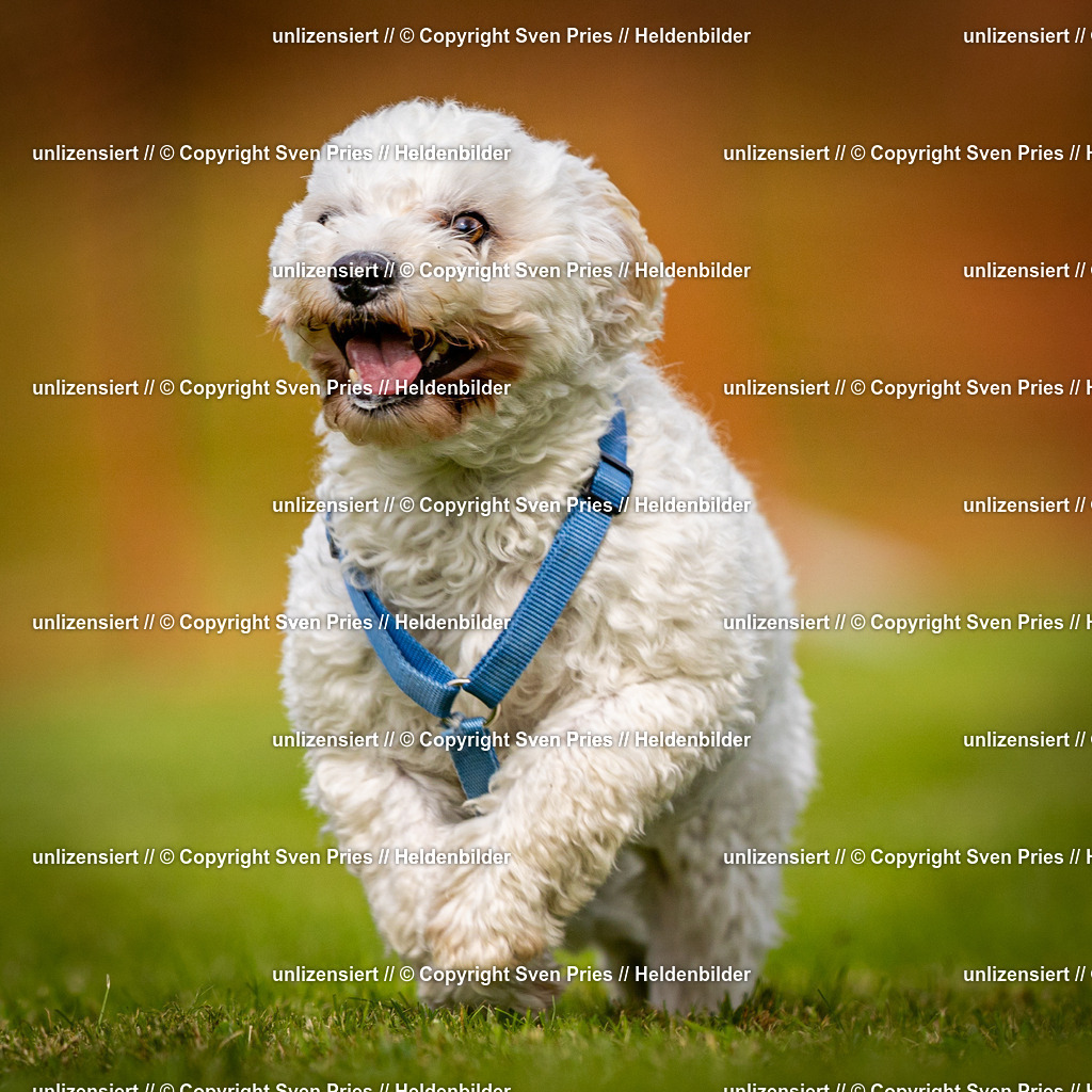 Sven Pries | 2024-09-22 - Hunderennen Baden-BadenPudelverein - Realisiert mit Pictrs.com
