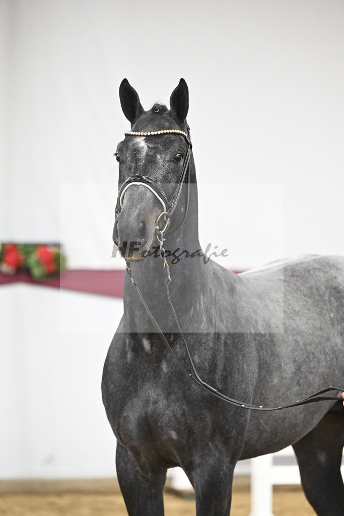 Kat-Nr. 104 Allroad 2000 Z x Chacco-Blue_Anton Gassler_47253342 | hf-fotografie - Realisiert mit Pictrs.com