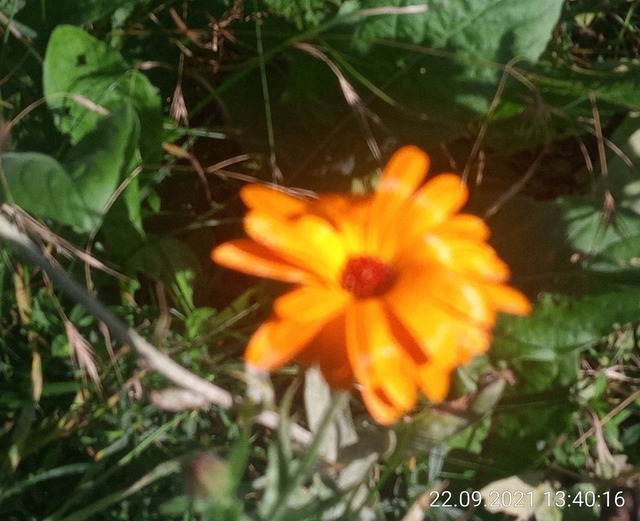 Ringelblumenblüte | Verkauf von Fotos und  Videoclips zumThema Natur.Motive sind Pflanzen, Tiere, Landschaftenund Wetter - Realisiert mit Pictrs.com