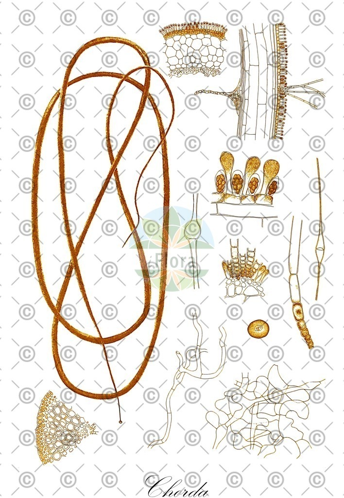 HistAbb_7NSS4_1_ENZY_Simple | Historische Abbildung von Chorda - Chordaceae (0) | Historical Illustration of Chorda - Chordaceae (0)