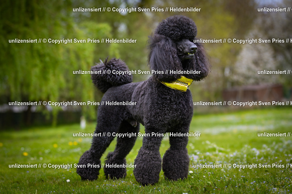 Sven Pries | 2025-04-13 - Hunderennen Baden-Baden - Realisiert mit Pictrs.com