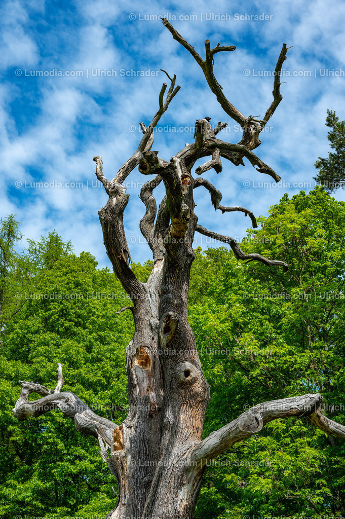 10049-14071 - Landschaftspark Degenershausen | Stockfoto und Bilderpool mit Bildmaterial aus Deutschland, dem Harz, Halberstadt, Quedlinburg, Wernigerode und weltweit. Qualitativ hochwertige und professionelle Fotos anschauen und kaufen. - Realisiert mit Pictrs.com