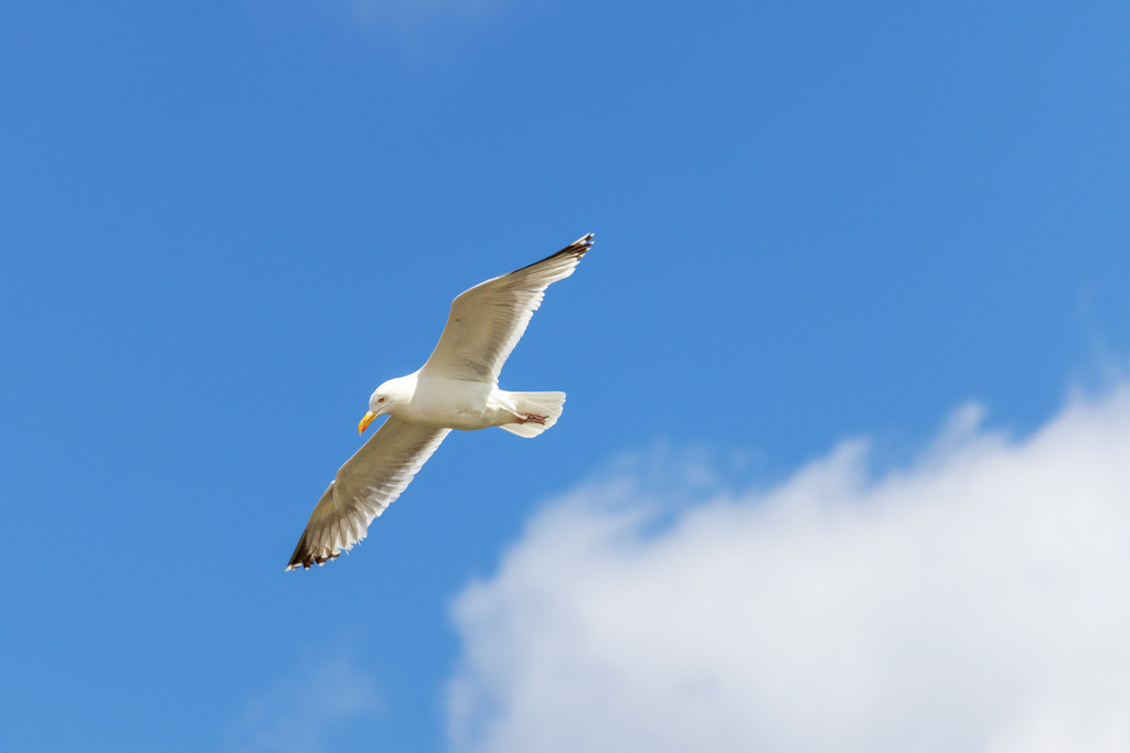 Wandbild: Fliegende Möwe über dem Weidefelder Strand | Genießen Sie die friedliche und freie Stimmung dieses Wandbildes, das eine Möwe in voller Flugpose über dem Weidefelder Strand zeigt. Der blaue Himmel und die helle Wolke im Hintergrund betonen die natürliche Schönheit und Leichtigkeit der Szene. Ideal für alle, die sich eine maritime und beruhigende Atmosphäre in ihren Räumen wünschen. - Realisiert mit Pictrs.com