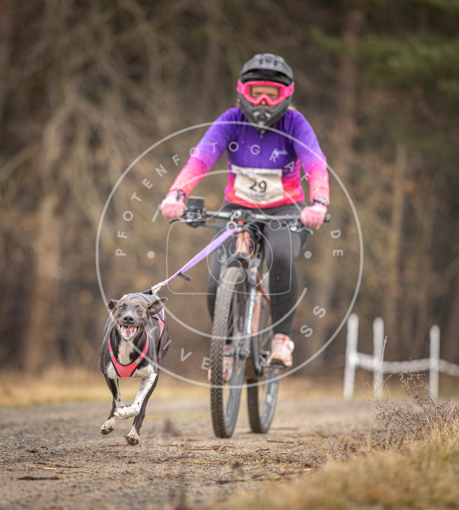 DV3A3284 | Hundefotografie, Tierfotograf, Pfotenfotografie, Fotoshooting Hund, Hunde Portrait, Hundesport, Hundeportraits, Heideshooting, Hunde, Sportfotograf, Hundefotograf, Turnierhundsport, THS,  - Realisiert mit Pictrs.com