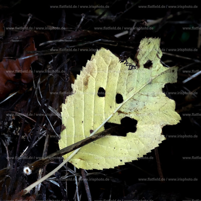 Blatt mit Stängel im Mund | Das Blatt schaut etwas irritiert... Vielleicht habe ich es gerade dabei ertappt, wie es sich eine Zigarette anzünden wollte....