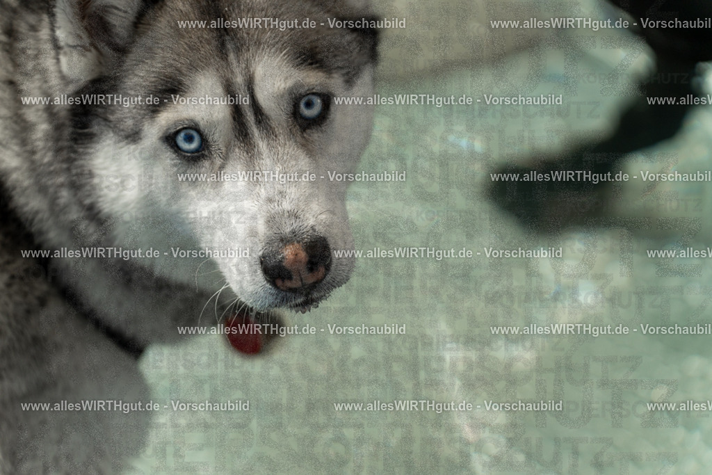 Hundeschwimmen_Volksbad_2026-allesWIRTHgut_Tierfotografie-2609061355-7R500969 | Professionelle Tierfotografie in Mönchengladbach von Daniel Wirth (allesWIRTHgut). Liebevolle & natürliche Bilder von Hunden & Katzen für unvergessliche Erinnerungen.