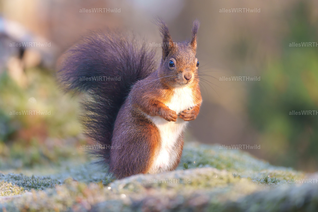 Daniel Wirth - www.allesWIRTHwild.de -7IV06330-Verbessert-RR | Entdecke die faszinierende Welt der Natur- und Wildlife-Fotografie von Daniel und Bärbel. Inspirierende Bilder von wilden Tieren und kleinen Naturwundern.