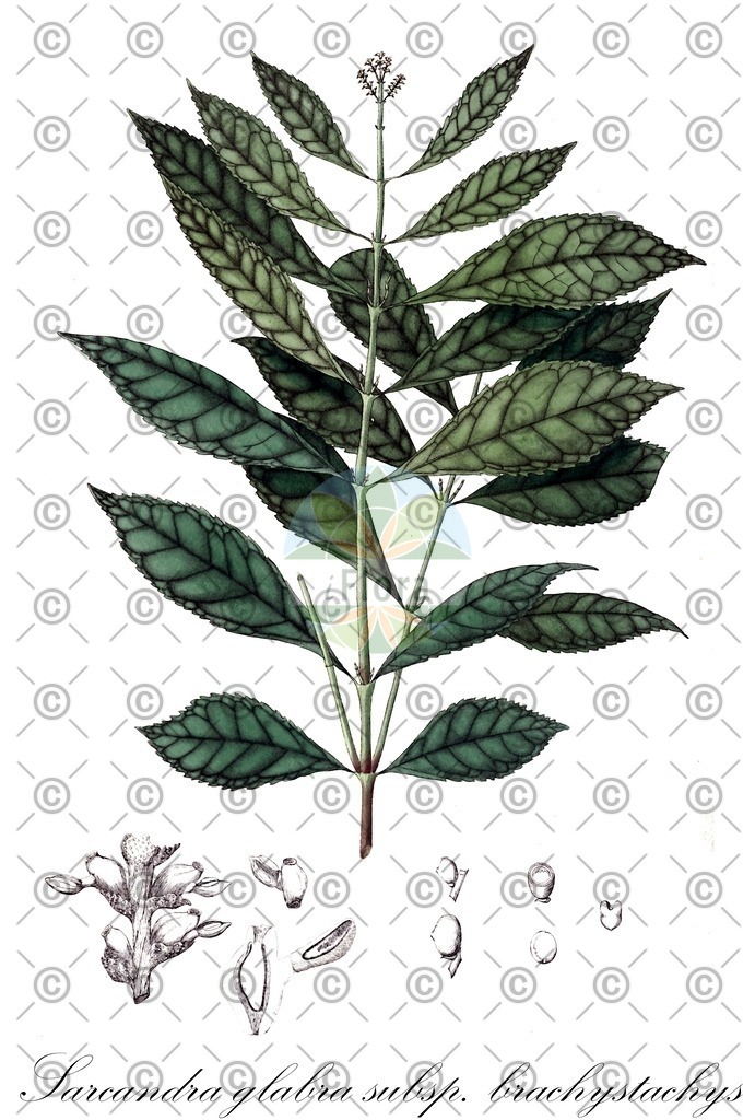 HistAbb_wfo-0000303355_1_ENZY_Simple | Historische Abbildung von Sarcandra glabra subsp. brachystachys - Chloranthaceae | Historical Illustration of Sarcandra glabra subsp. brachystachys - Chloranthaceae