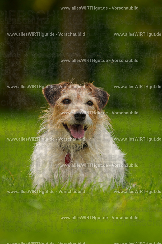 Hundeschwimmen_Grefrath_2026-allesWIRTHgut_Tierfotografie-11_33-7R503371 | Professionelle Tierfotografie in Mönchengladbach von Daniel Wirth (allesWIRTHgut). Liebevolle & natürliche Bilder von Hunden & Katzen für unvergessliche Erinnerungen.