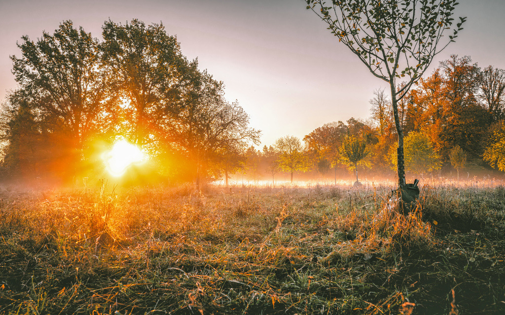 Ein goldener Sonnenaufgang hinter der Wiese bei Schloss Solitude,leichter Bodennebel lässt die Sonnenstrahlen fächern | Das Bild zeigt einen nebligen Sonnenaufgang in einem Obstgarten mit alten Bäumen und goldenen Sonnenstrahlen.Eine grüne Wiese mit Obstbäumen im Herbstmorgenlicht.Licht: Die aufgehende Sonne bricht durch die Bäume und wirft strahlende Lichtbahnen.Atmosphäre: Ein leichter, tiefer Nebel liegt über dem Boden. - Realisiert mit Pictrs.com