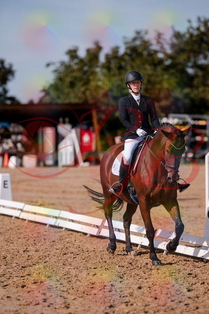 2026_10_03_Siefer-Hof_130744_Z81_58658006 | Professionelle Reitsport-, Turnier- und Eventfotografie von Robert Broda. Galerien mit ausgewählten und bearbeiteten Bildern direkt online ansehen und bestellen.