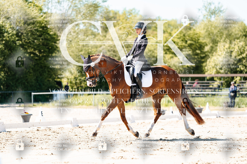 CK905283 | Turnierfotografie Pferdefotografie Trier Rheinland-Pfalz Pferdesport Reitsport Tierfotografie Sportfotografie Pferdevideo Pferdevideografie Equestrianvideography equestrianphotography  - Realisiert mit Pictrs.com
