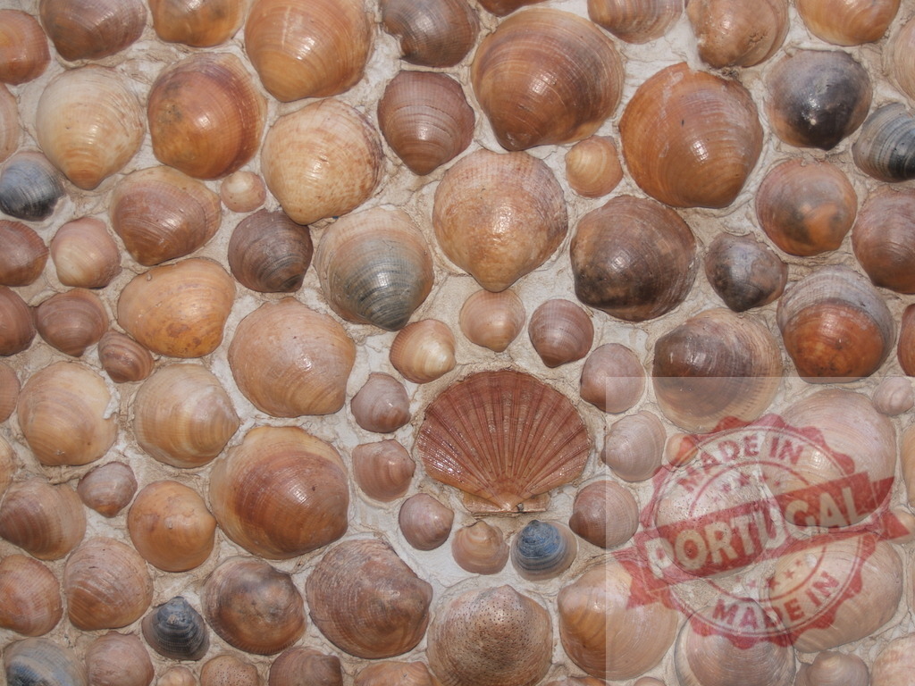Seashells creating textured background of natural wall | Wall decorated with many seashells forming a rustic natural pattern - Realisiert mit Pictrs.com