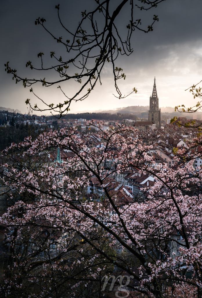 dramatic clouds over the oldtown of Bern in spring during cherry blossom | Die ideale Geschenkidee für Naturliebhaber. Naturbilder von Marcel Gross Photography für ihr Zuhause in den verschiedensten Formaten und Materialien. - Realisiert mit Pictrs.com