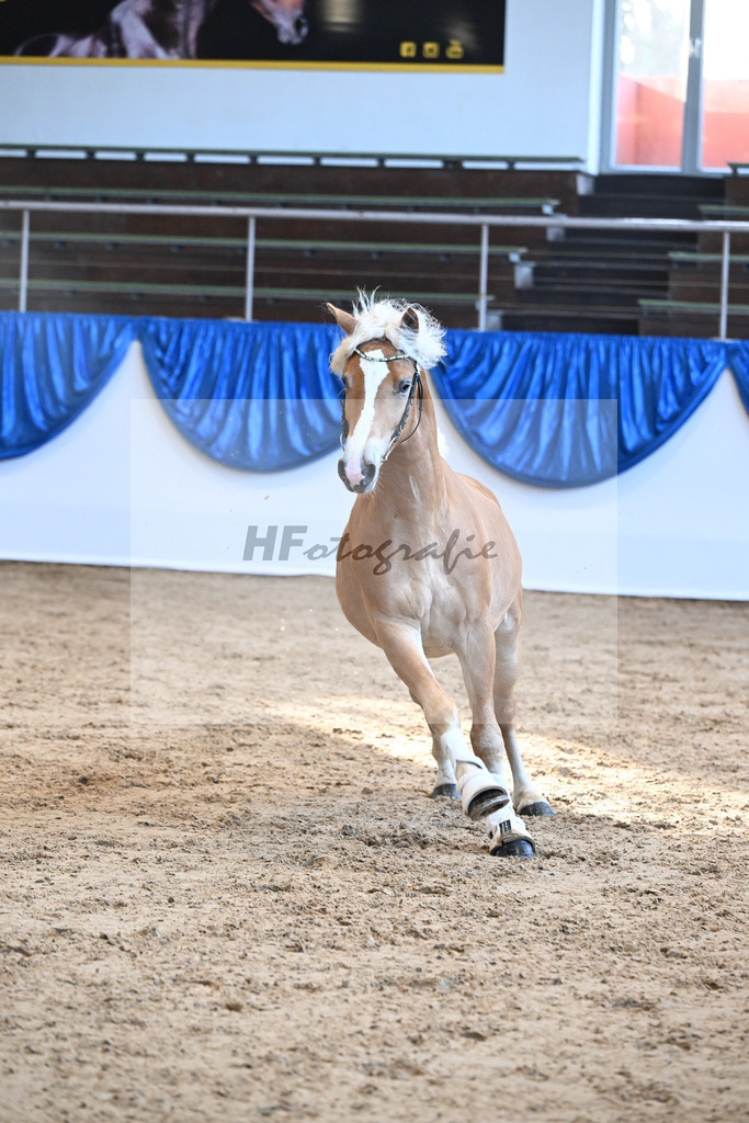 Kat-Nr. 25 Bandit v. Barios_Haflingergestuet Meura_48250528 | hf-fotografie - Realisiert mit Pictrs.com