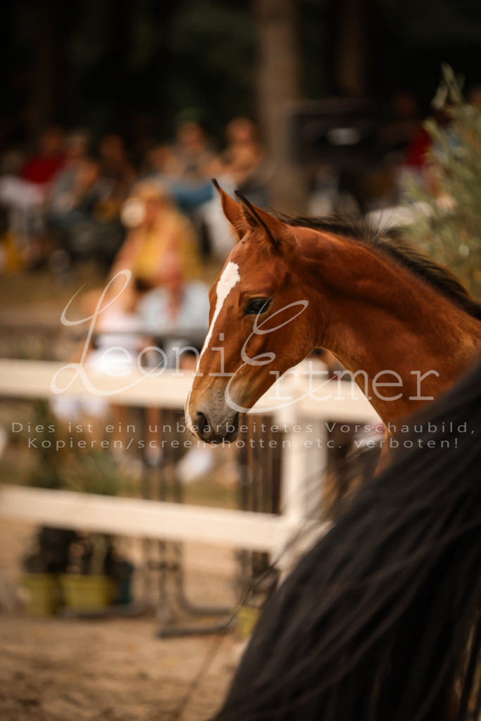 SaPA00233 | Leoni Ertmer Photography - Realisiert mit Pictrs.com