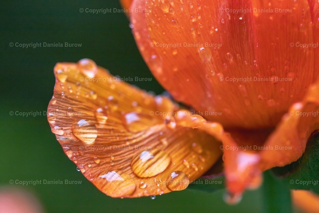 Sonntag 3b | danielaburow - Realisiert mit Pictrs.com