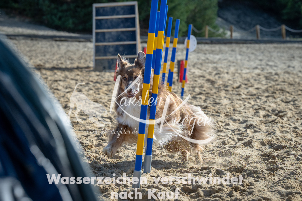 1213_ZZ92695-2 | kk-dogfotos