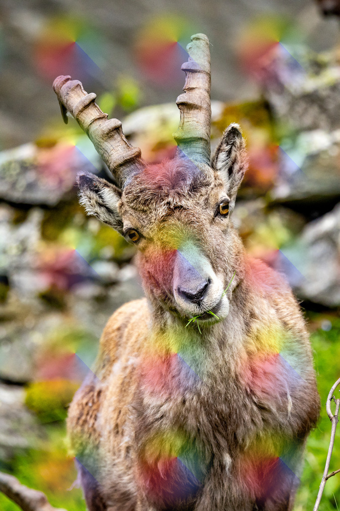1M5A8230 | FineArtPrint, Hahnemühle, FeeGalerie, Fee Galerie, Fotokunst, Fotografie, Canonphotography, Bergfoto, Matterhorn, Rimpfischhorn, Allalinhorn, Saas-Fee, Wallis, Valais, Switzerland, Bergfotografie