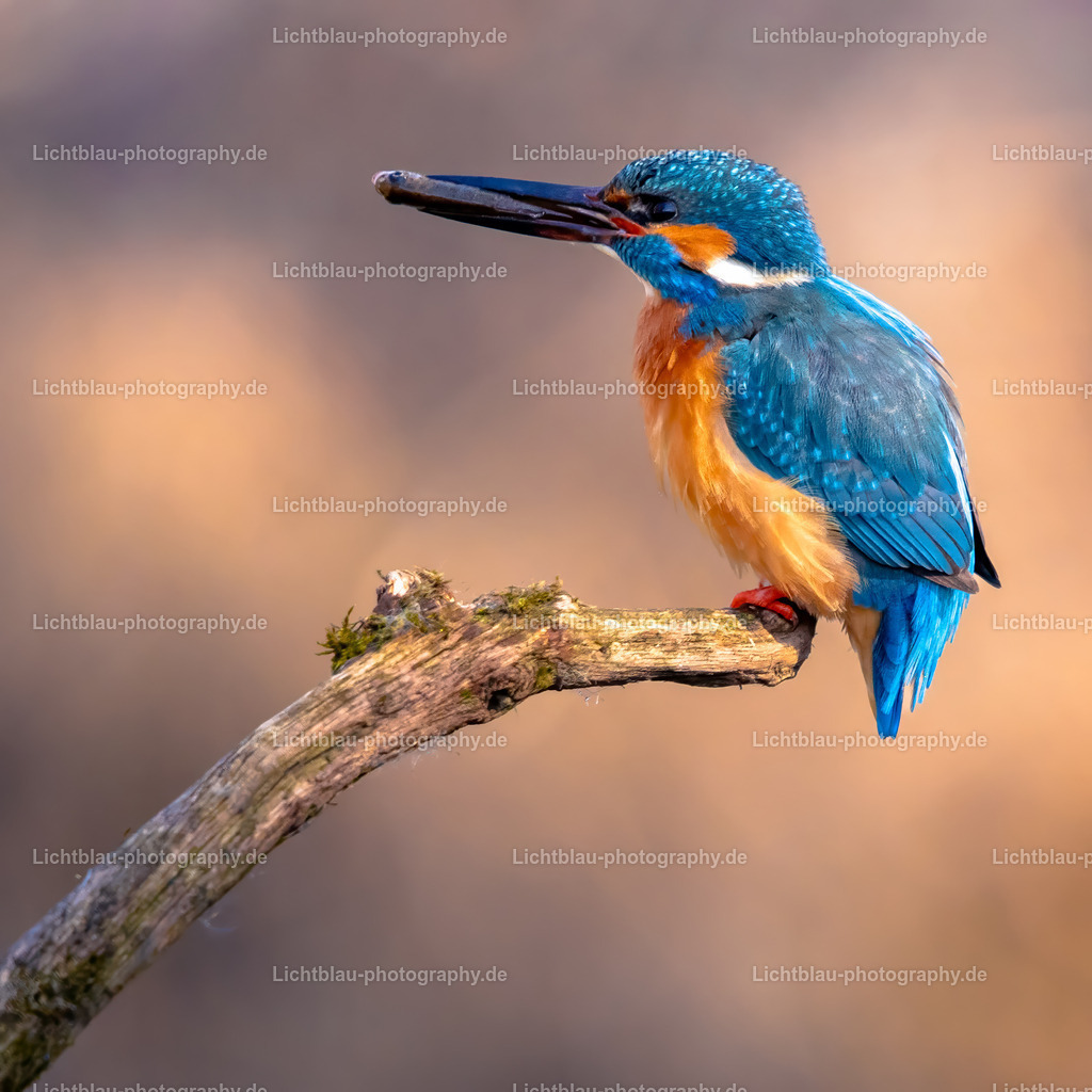 Eisvogel-12 | Hans-Bernd Lichtblau Photography. Finden Sie wunderschöne Fotografien aus Landschaft und Natur.  - Realisiert mit Pictrs.com