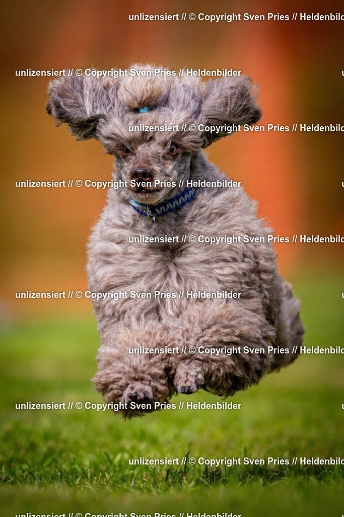 Sven Pries | 2024-09-22 - Hunderennen Baden-BadenPudelverein - Realisiert mit Pictrs.com