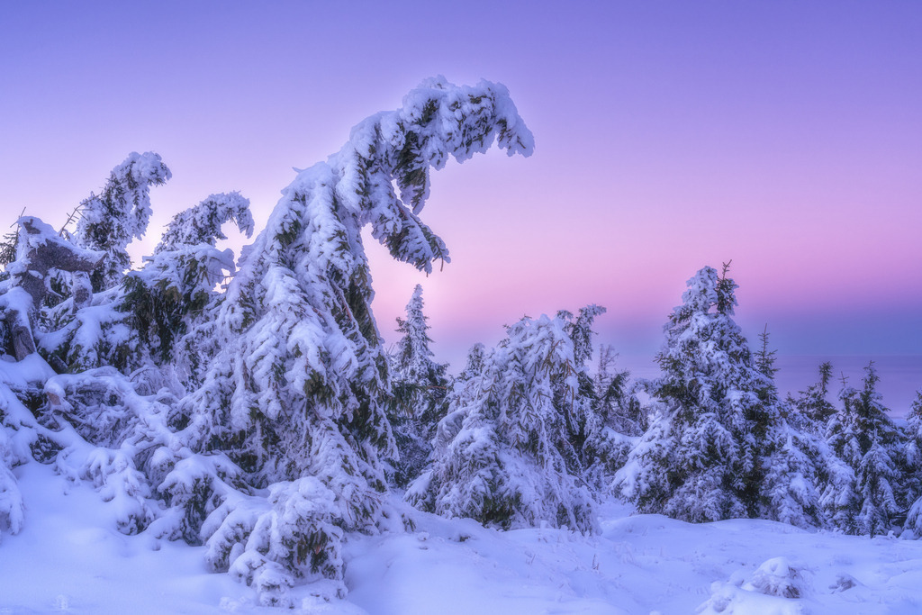 Tannen Brockengipfel | Wandbilder - Florian Läufer - Realisiert mit Pictrs.com