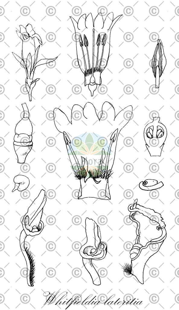 HistAbb_wfo-0000427762_1_ENZY_Simple | Historische Abbildung von Whitfieldia lateritia - Acanthaceae | Historical Illustration of Whitfieldia lateritia - Acanthaceae