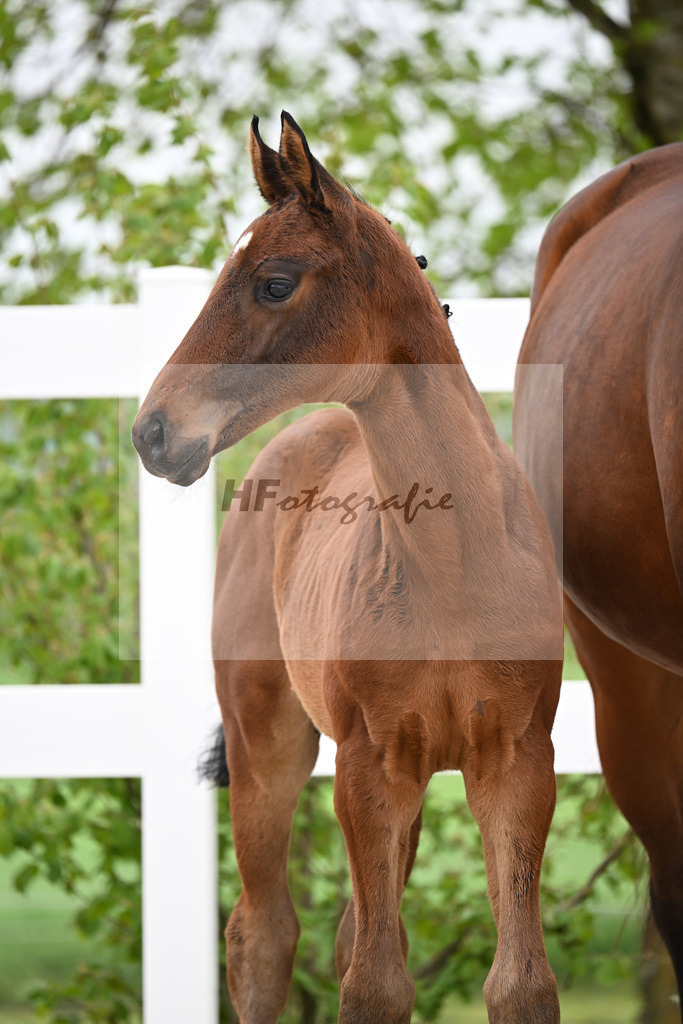 Kat-Nr. 38 HF Viva Vitalis x Benicio_Pointinger_23260631 | hf-fotografie - Realisiert mit Pictrs.com
