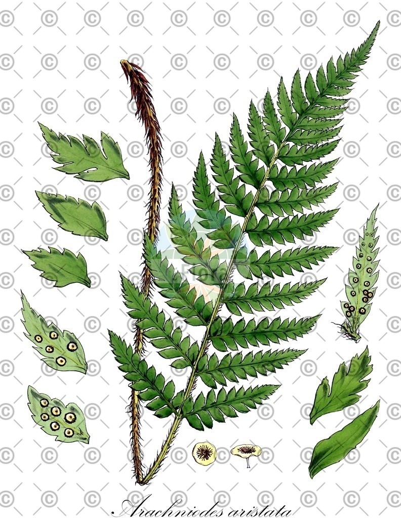 HistAbb_wfo-0000253178_1_ENZY_Simple | Historische Abbildung von Arachniodes aristata - Dryopteridaceae | Historical Illustration of Arachniodes aristata - Dryopteridaceae