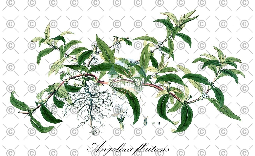 HistAbb_wfo-0000536542_520_ENZY_Simple | Historische Abbildung von Angolaea fluitans - Podostemaceae | Historical Illustration of Angolaea fluitans - Podostemaceae