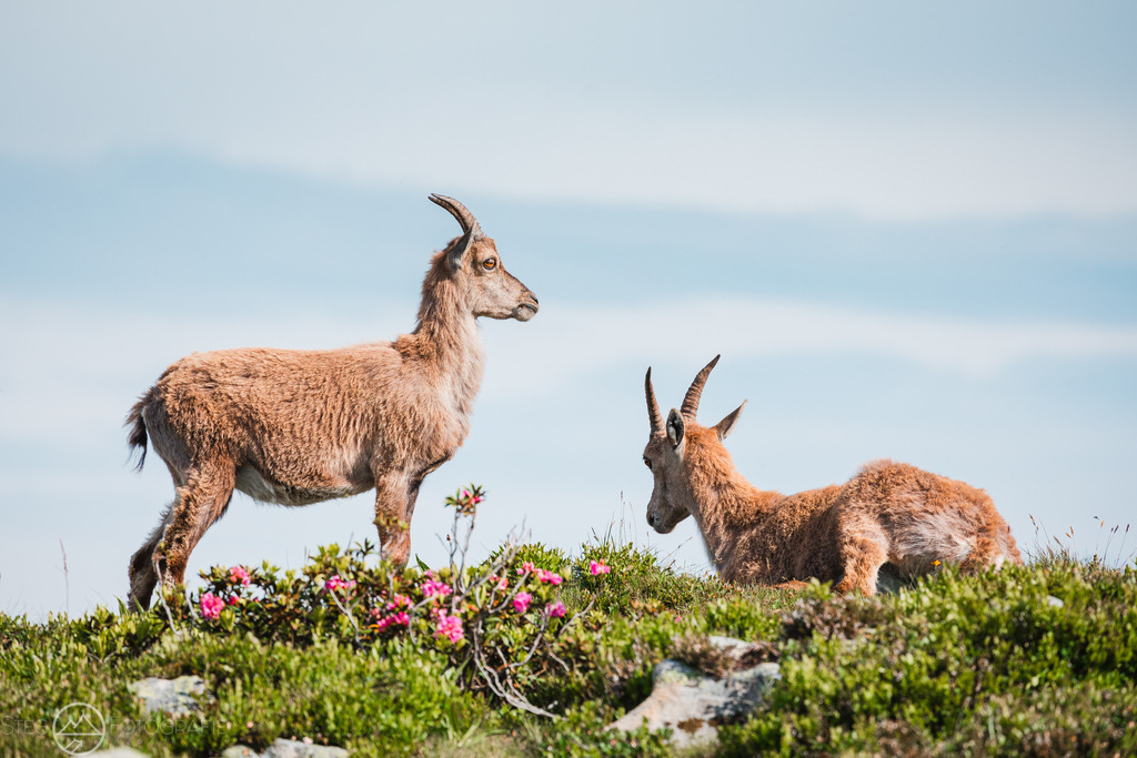 Steingeissen am Niederhorn | Format 2 zu 3 - Realisiert mit Pictrs.com
