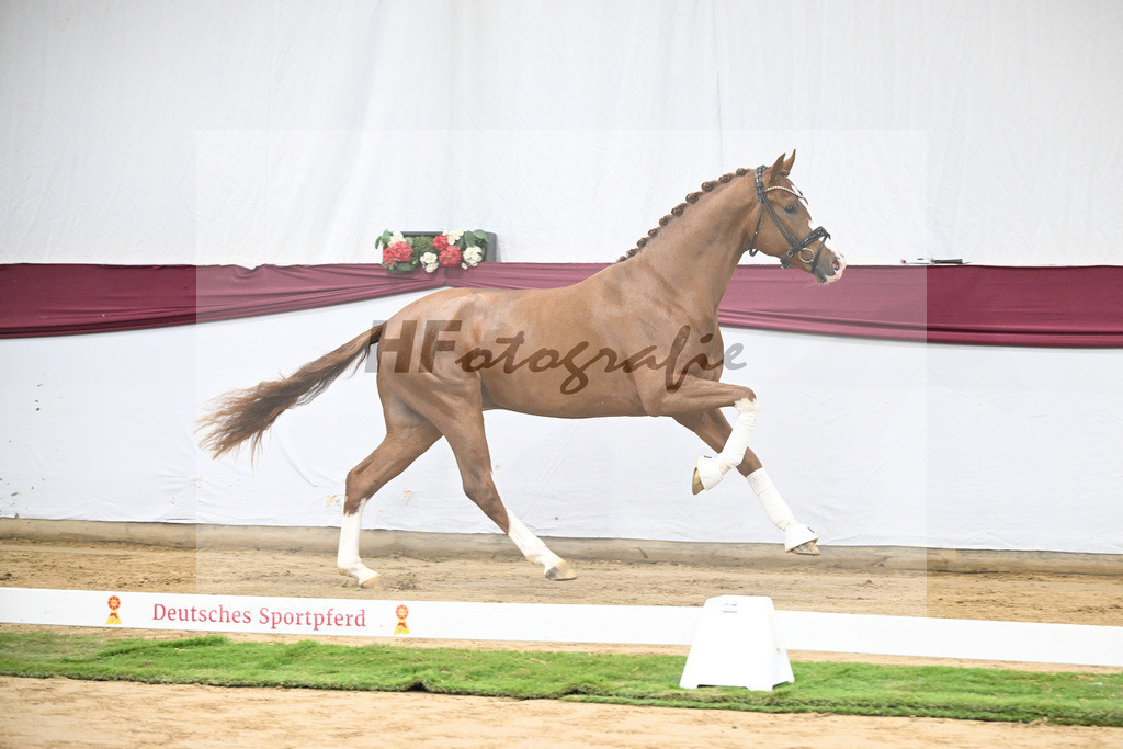 Kat-Nr. 140 Juwel x Vitalis_BG Westhoff u Rothenberger_47253161 | hf-fotografie - Realisiert mit Pictrs.com