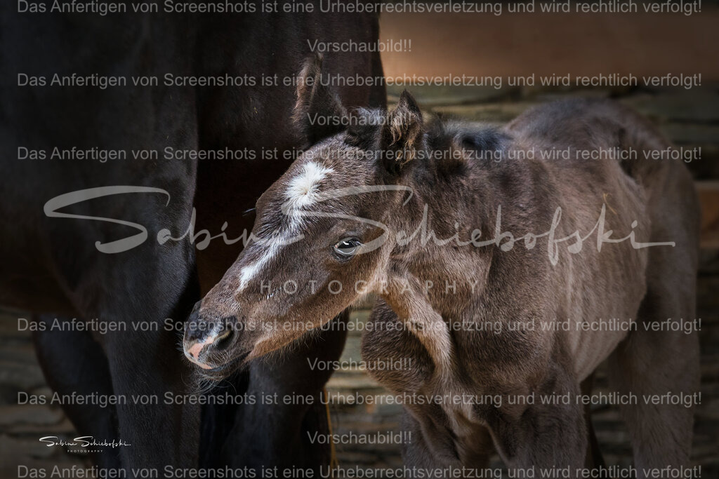 "Elli" | Ein Fohlen schaut neugierig an seiner Mutter vorbei - Realisiert mit Pictrs.com