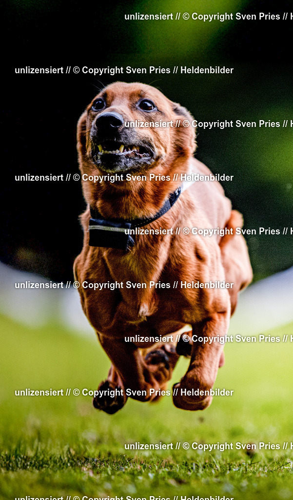 Sven Pries | 2025-10-03 - Hunderennen Obergrombach - Realisiert mit Pictrs.com