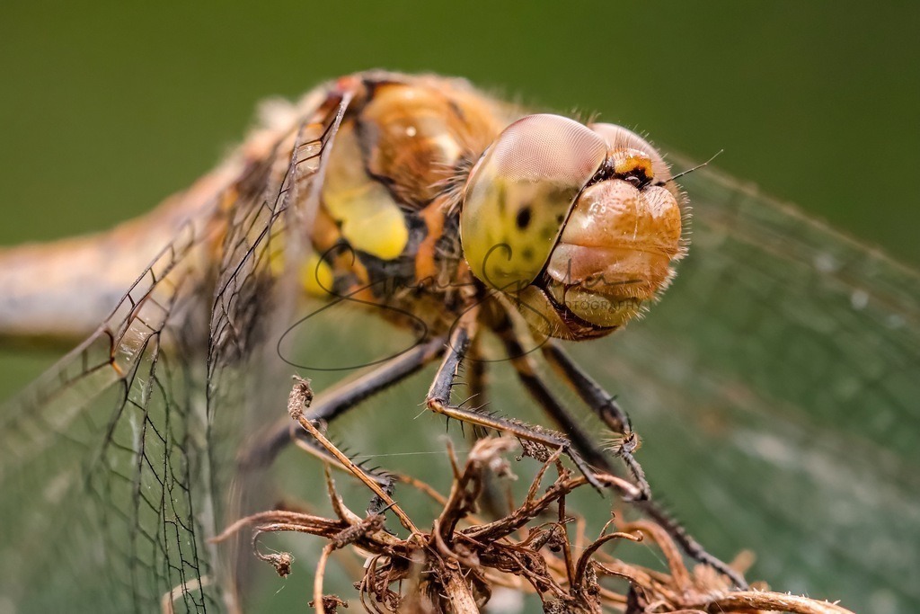 Libellen Portrait | Simone Sperber, svb-photography,Fotografin,Bilddesignerin,Naturfotografie,Macrofotografie,Tierfotografie,Wildtierfotografie,Ausstellungen,Auftragsfotografie,Kunst,Art,Photographer,Shootings,Bildberatbeitung,Galerie,Shop