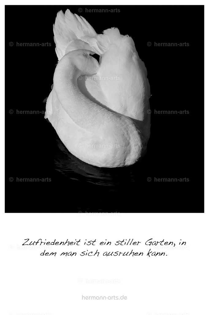 PK_Zitate_10x15_BW-055 | Photo Foto Kunst Art schwarzweiss Bilder Rheine Münster Berlin Blumen 